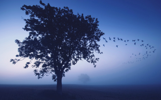 Birds tree foggy field dusk free wallpaper for desktop - medium preview image