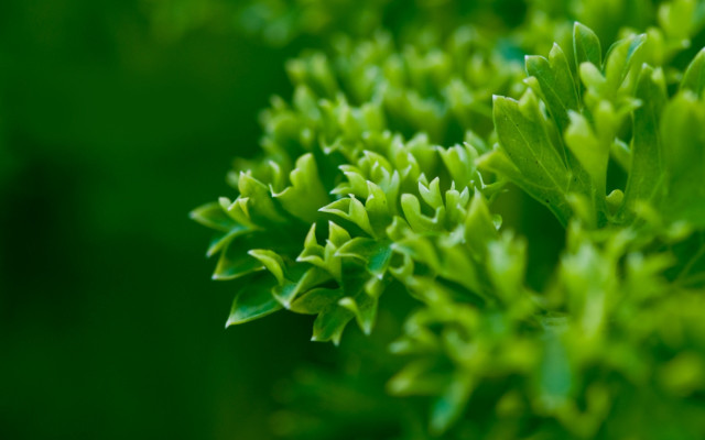 Green plant leaves macro shallow free wallpaper for desktop - medium preview image