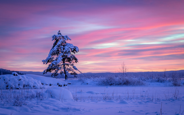 Lone tree snowy field sunset #11 free wallpaper for desktop - medium preview image