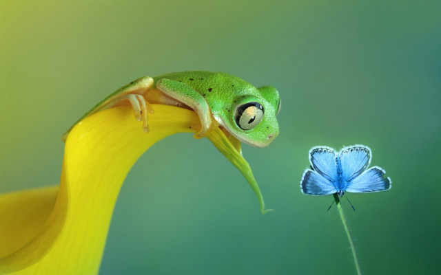 Green frog yellow flower blue free wallpaper for desktop - medium preview image