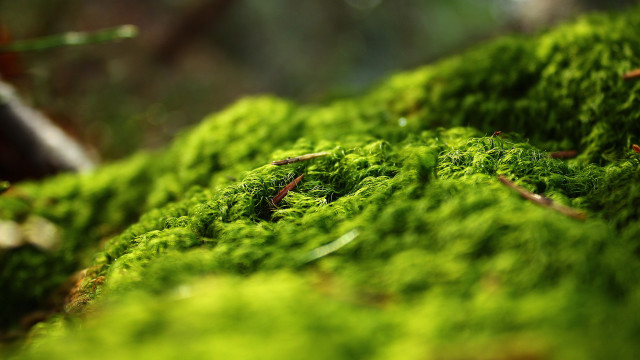 Mossy surface bokeh nature macro free wallpaper for desktop - medium preview image