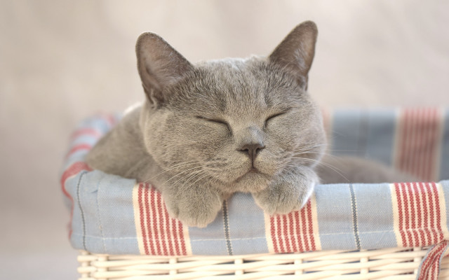 Cat sleeping basket pillow realistic free wallpaper for desktop - medium preview image