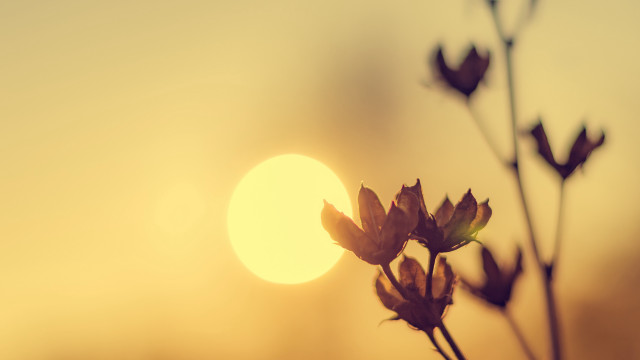 Plant sunset moonlight anamorphic flare free wallpaper for desktop - medium preview image