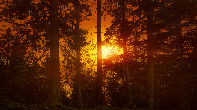 Sunset trees red glow autumn free wallpaper for desktop - medium preview image