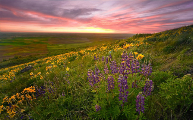 Wildflowers sunset clouds field mountains free wallpaper for desktop - medium preview image