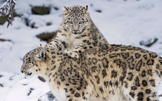 Snow leopards standing in snow free wallpaper for desktop - medium preview image