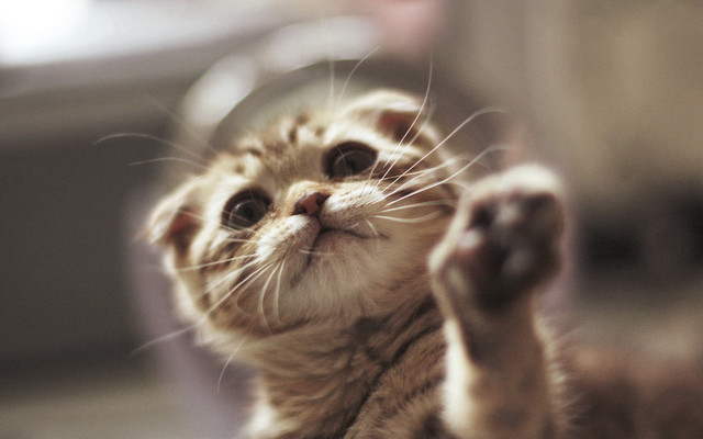 Kitten reaching ball paws tachisme free wallpaper for desktop - medium preview image