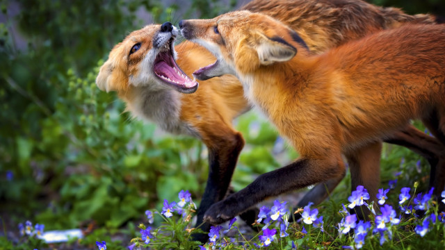 Foxes fighting flower field closeup free wallpaper for desktop - medium preview image