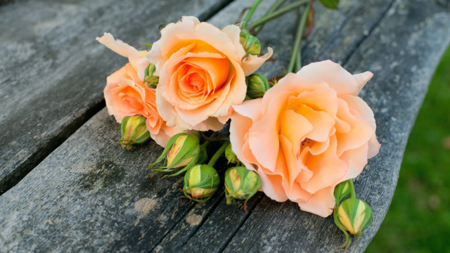 Peach roses wooden bench outdoor free wallpaper for desktop - medium preview image