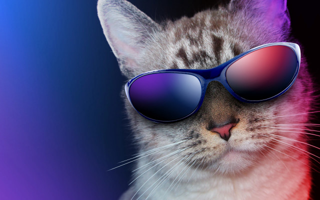 Cat sunglasses synthwave 3d render free wallpaper for desktop - medium preview image