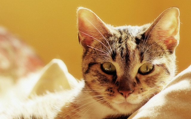 Cat green eyes laying bed #2 free wallpaper for desktop - medium preview image