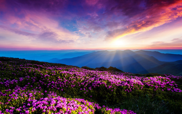 Sunset mountain purple flowers landscape free wallpaper for desktop - medium preview image