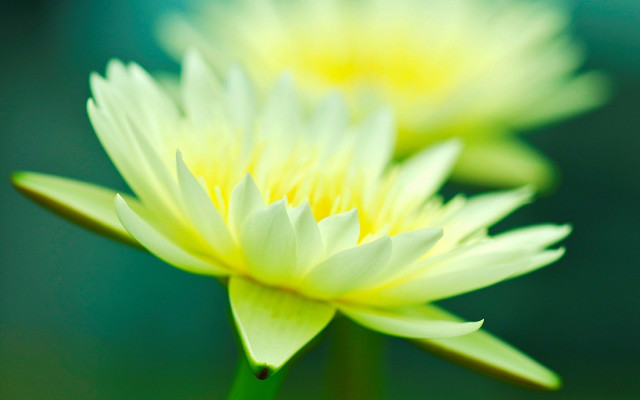 Yellow flowers green vase water free wallpaper for desktop - medium preview image