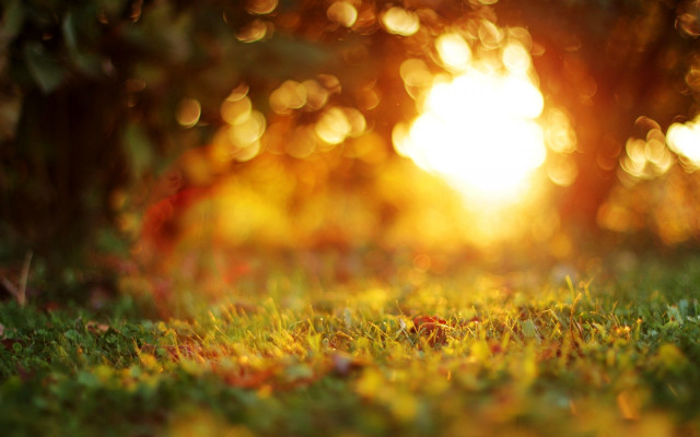 Sunset forest bokeh leaves fire free wallpaper for desktop - medium preview image