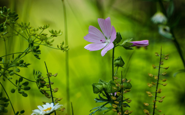 Pink flower green field macro free wallpaper for desktop - medium preview image