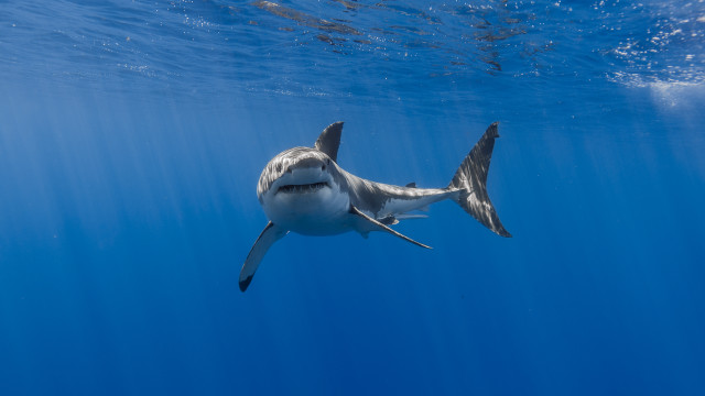 Shark camera underwater ocean starry free wallpaper for desktop - medium preview image
