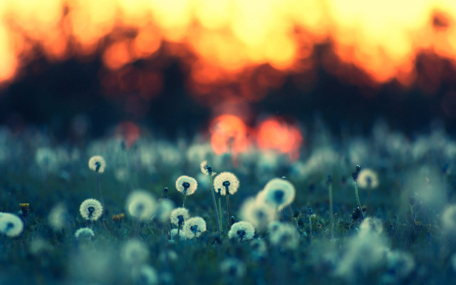 Dandelion sunset blurry background fire free wallpaper for desktop - medium preview image