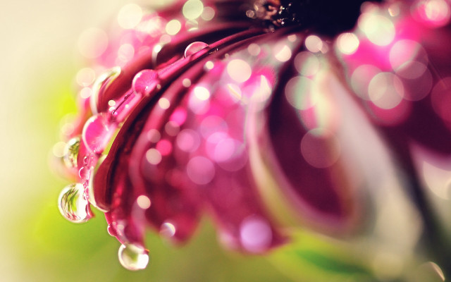 Flower water droplets macro bokeh free wallpaper for desktop - medium preview image