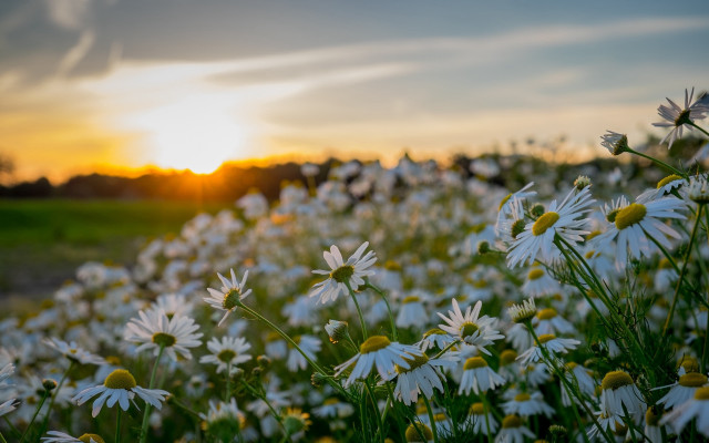 Daisy field sunset clouds blurry free wallpaper for desktop - medium preview image