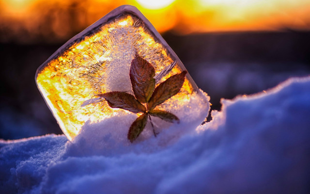 Leaf ice sunset nature blurry free wallpaper for desktop - medium preview image