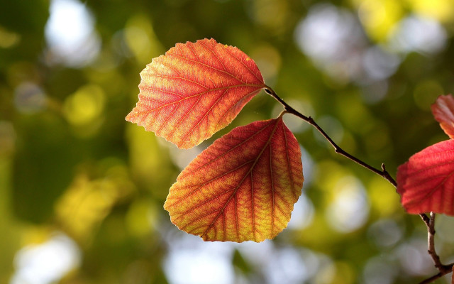 Branch leaves autumn macro blurry free wallpaper for desktop - medium preview image