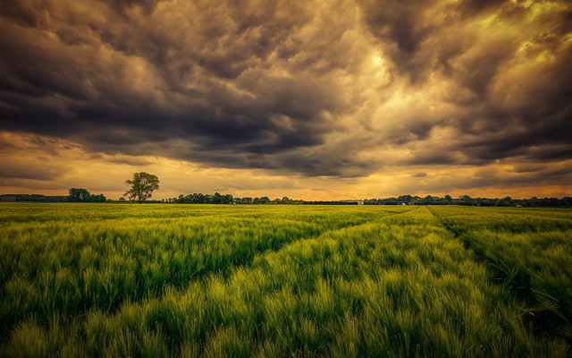Green grass lone tree cloudy free wallpaper for desktop - medium preview image