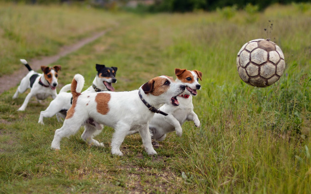 Dogs running field soccer ball #2 free wallpaper for desktop - medium preview image