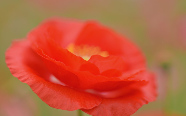 Red flower yellow center green #4 free wallpaper for desktop - medium preview image