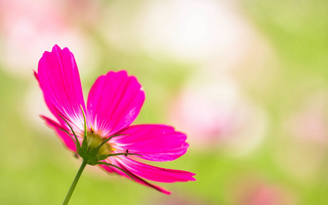 Pink flower blurry background macro #2 free wallpaper for desktop - medium preview image