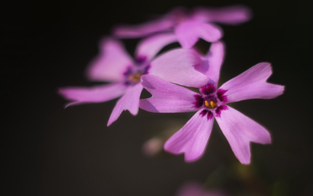 Purple flower yellow center macro #10 free wallpaper for desktop - medium preview image