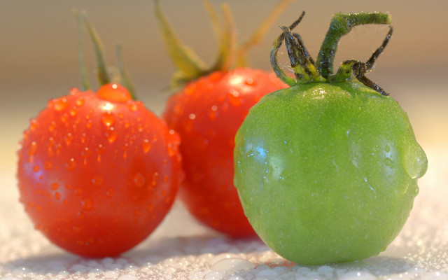 Green tomato red tomato water free wallpaper for desktop - medium preview image