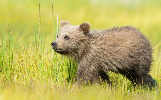 Brown bear cub tall grass free wallpaper for desktop - medium preview image