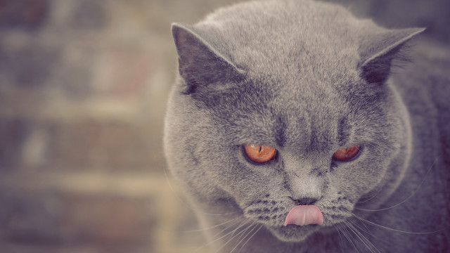 Cat tongue out brickwall blurry free wallpaper for desktop - medium preview image