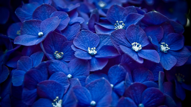Blue flowers bouquet macro bug free wallpaper for desktop - medium preview image
