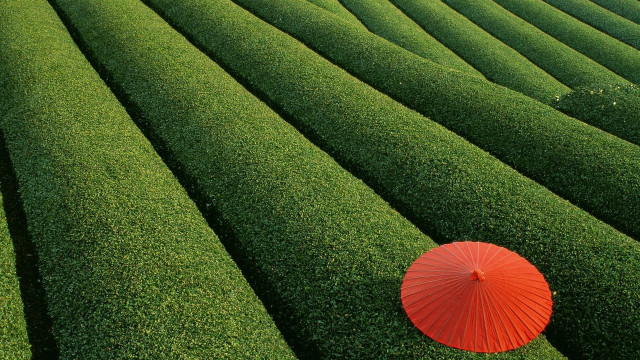 Red umbrella field green kimono free wallpaper for desktop - medium preview image