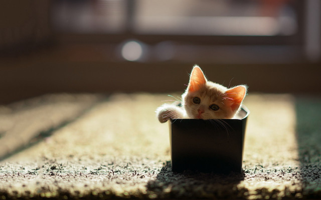Kitten blackbox curious stilllife 3d free wallpaper for desktop - medium preview image