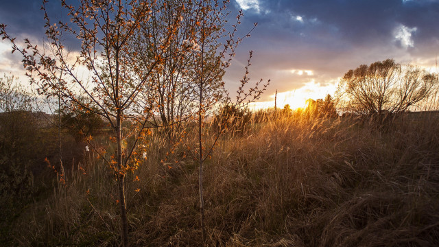 Tree sunset fence clouds autumn free wallpaper for desktop - medium preview image