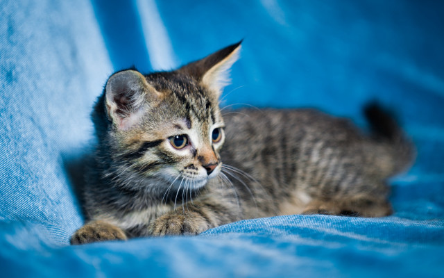 Kitten blue blanket sad focus free wallpaper for desktop - medium preview image
