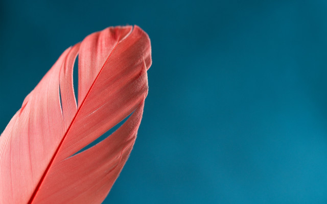 Red feather blue background light free wallpaper for desktop - medium preview image