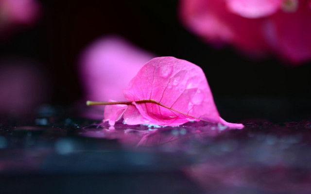 Pink flower water droplets macro #4 free wallpaper for desktop - medium preview image
