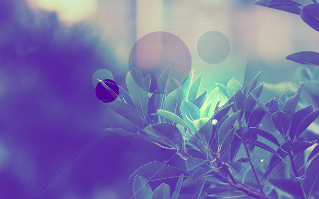 Blurry plant leaves bubbles sky free wallpaper for desktop - medium preview image