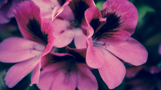 Pink flower green background macro #4 free wallpaper for desktop - medium preview image