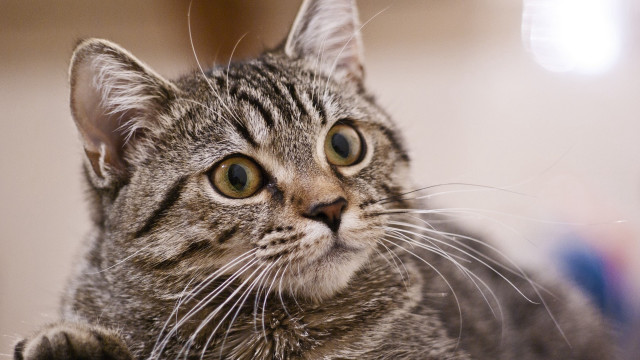 Sad cat looking at camera free wallpaper for desktop - medium preview image