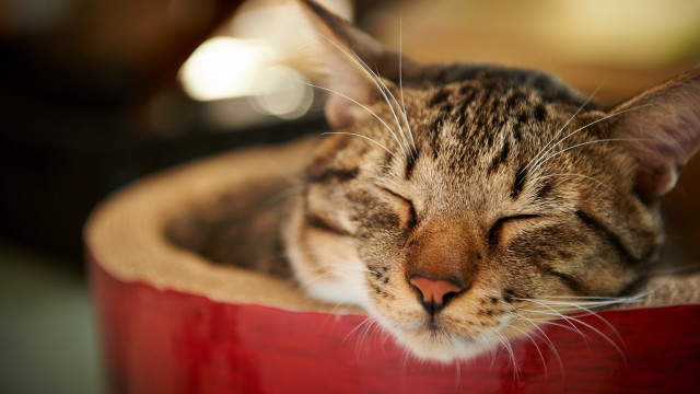 Sleeping cat red bowl head free wallpaper for desktop - medium preview image