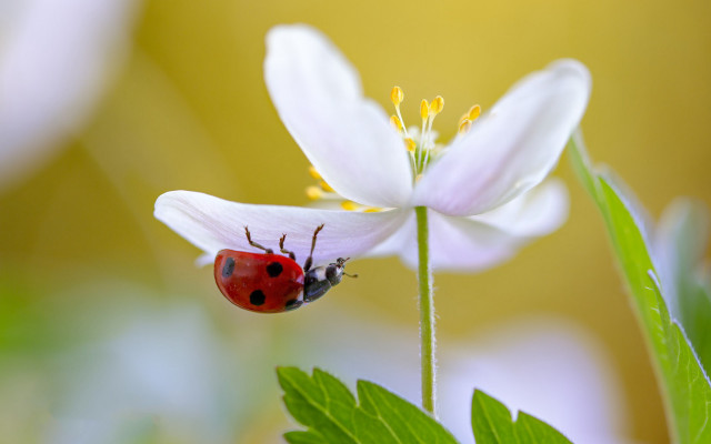 Ladybug flower leaf yellow background free wallpaper for desktop - medium preview image