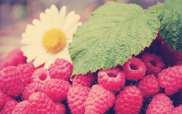 Raspberries flower leaves stilllife pink free wallpaper for desktop - medium preview image