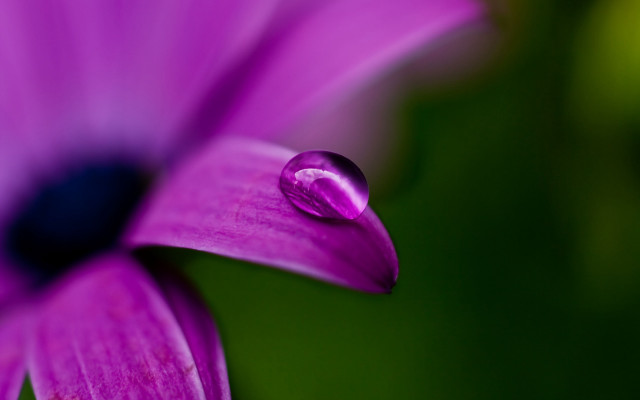 Purple flower water droplets macro #12 free wallpaper for desktop - medium preview image