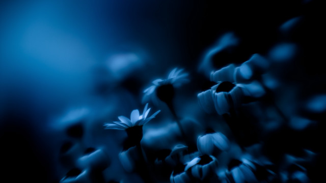 Flowers night blue blurry microscopic free wallpaper for desktop - medium preview image