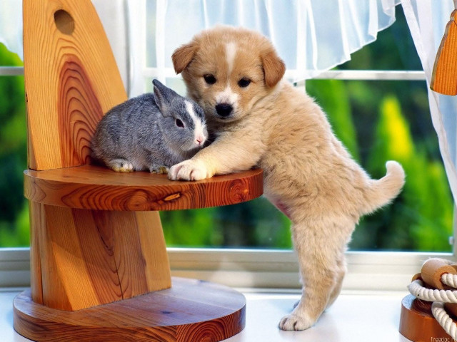 Puppy rabbit sitting on chair free wallpaper for desktop - medium preview image