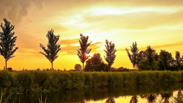 Sunset trees water yellow sky free wallpaper for desktop - medium preview image